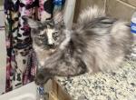Maine coon Manx designer breed - Maine Coon Kitten For Sale - Cushing&comma; TX&comma; US