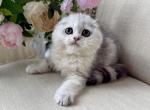 Scottish Fold Silver Male - Scottish Fold Kitten For Sale - Orlando&comma; FL&comma; US