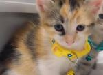 Beautiful kittens Siamese mix - Siamese Kitten For Sale - 