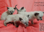 Siamese Kittens Ready July 7th - Siamese Kitten For Sale - Liberty&comma; MO&comma; US