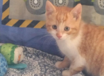 Charlie - Domestic Kitten For Sale - Farmington&comma; CT&comma; US