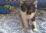 Midnight - Domestic Kitten For Sale - Farmington&comma; CT&comma; US