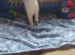 Jumba - Domestic Kitten For Sale - 