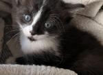 Oreo Cookie - Domestic Kitten For Adoption - 