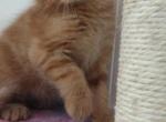 Kayla - Domestic Kitten For Sale - Farmington&comma; CT&comma; US