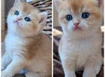 Milo and Oliver - British Shorthair Kitten For Sale - MN&comma; US