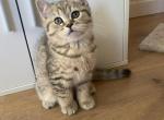 Cindy - Scottish Straight Kitten For Sale - Sonoma&comma; CA&comma; US