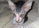Wichita - Cornish Rex Kitten For Sale - 
