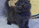Sophie - Sphynx Cat For Sale - Crystal City&comma; VA&comma; US