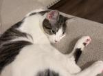 Pam - American Shorthair Cat For Adoption - Hinesville&comma; GA&comma; US