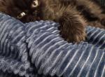 Snow - Persian Cat For Adoption - Saint Charles&comma; MD&comma; US