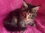 Monica - Maine Coon Kitten For Sale - Dresden&comma; OH&comma; US