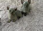 bambino and elf kitten - Bambino Kitten For Sale - Eatonville&comma; WA&comma; US