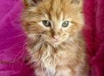 Rachel reserved - Maine Coon Kitten For Sale - Dresden&comma; OH&comma; US