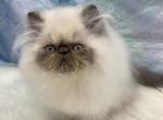 Vita - Himalayan Cat For Sale/Retired Breeding - Rapid City&comma; SD&comma; US