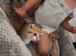 Theo the British short hair boy - British Shorthair Kitten For Sale - San Marcos&comma; CA&comma; US