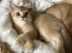 Louie - Scottish Straight Kitten For Sale - Bensalem&comma; PA&comma; US