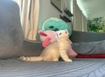 Milo - British Shorthair Kitten For Sale - San Marcos&comma; CA&comma; US