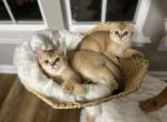 Archie - Scottish Fold Kitten For Sale - Bensalem&comma; PA&comma; US