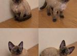 March Babies - Devon Rex Kitten For Sale - Ventura&comma; CA&comma; US
