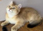 Golden color lovely male kitten - Scottish Straight Kitten For Sale - Davenport&comma; FL&comma; US