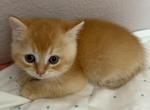 Orange color Scottish straight boy - Scottish Straight Kitten For Sale - Davenport&comma; FL&comma; US