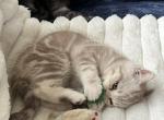 D - Scottish Straight Kitten For Sale - Bonney Lake&comma; WA&comma; US