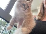Tigresss - Ragdoll Kitten For Sale - San Diego&comma; CA&comma; US