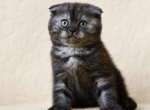 C - Scottish Fold Kitten For Sale - Bonney Lake&comma; WA&comma; US