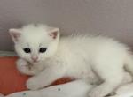 White color Scottish Straight lovely boy - Scottish Straight Kitten For Sale - Davenport&comma; FL&comma; US