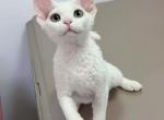 January Babies - Devon Rex Kitten For Sale - 