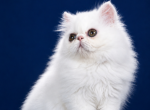 Perl - Persian Kitten For Sale - 