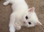 Beautiful Scottish straight male kitten - Scottish Straight Kitten For Sale - Davenport&comma; FL&comma; US