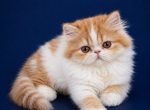 Dora - Persian Kitten For Sale - FL&comma; US