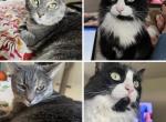 Sissy and Oreo - Domestic Cat For Adoption - Bethany&comma; OK&comma; US