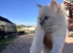 Male kitten - Siberian Kitten For Sale - 
