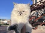 Boy kitten - Siberian Kitten For Sale - 