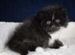 Toby - Persian Kitten For Sale - Willis&comma; TX&comma; US