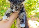 Amazing kitten boy for DBE program - Maine Coon Kitten For Sale - Grant Valkaria&comma; FL&comma; US