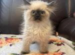 Current litter - Himalayan Kitten For Sale - Binghamton&comma; NY&comma; US