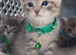 Beautiful Siamese mix  kittens ready - Siamese Kitten For Sale - Dearborn Heights&comma; MI&comma; US