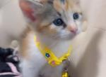 Beautiful kittens - Siamese Kitten For Sale - 