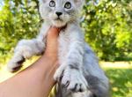 Beautiful silver polydactyl female - Maine Coon Kitten For Sale - Grant Valkaria&comma; FL&comma; US