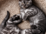 A - Scottish Straight Kitten For Sale - Bonney Lake&comma; WA&comma; US