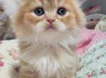 LUXURY SCOTTISH FOLDS - Scottish Fold Kitten For Sale - Grand Rapids&comma; MI&comma; US