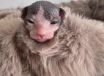 Star sphynx - Sphynx Kitten For Sale - Blackwood&comma; NJ&comma; US