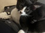 Pepe - Domestic Kitten For Adoption - Glendale&comma; AZ&comma; US