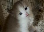 Mochi - Ragdoll Kitten For Sale - 