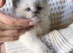 TICA Blue Mitted Bentley - Ragdoll Kitten For Sale - 