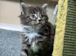 Laila - Maine Coon Kitten For Sale - Denver&comma; CO&comma; US